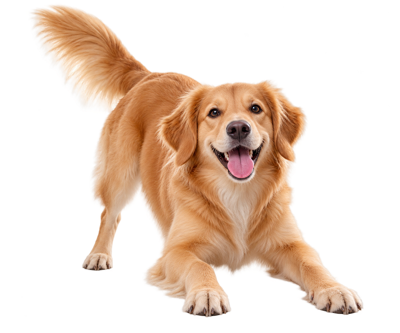 A brighter approach to everyday pet care.